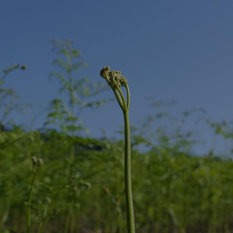 小国町観光わらび園