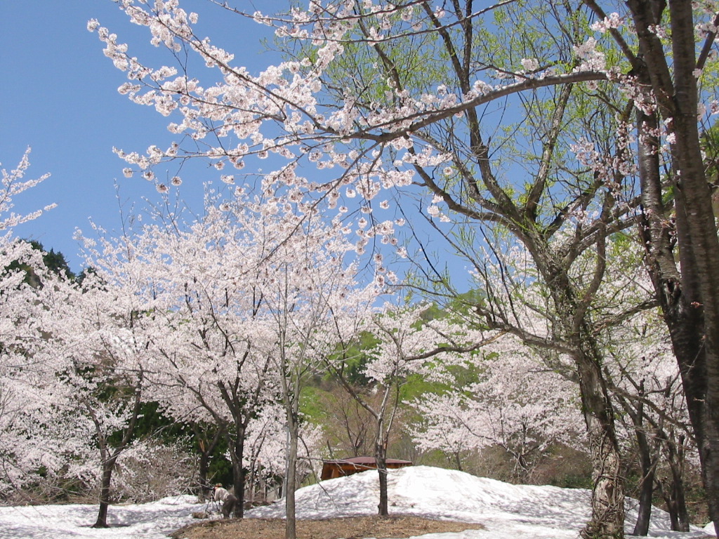 春の訪れ、桜めぐり