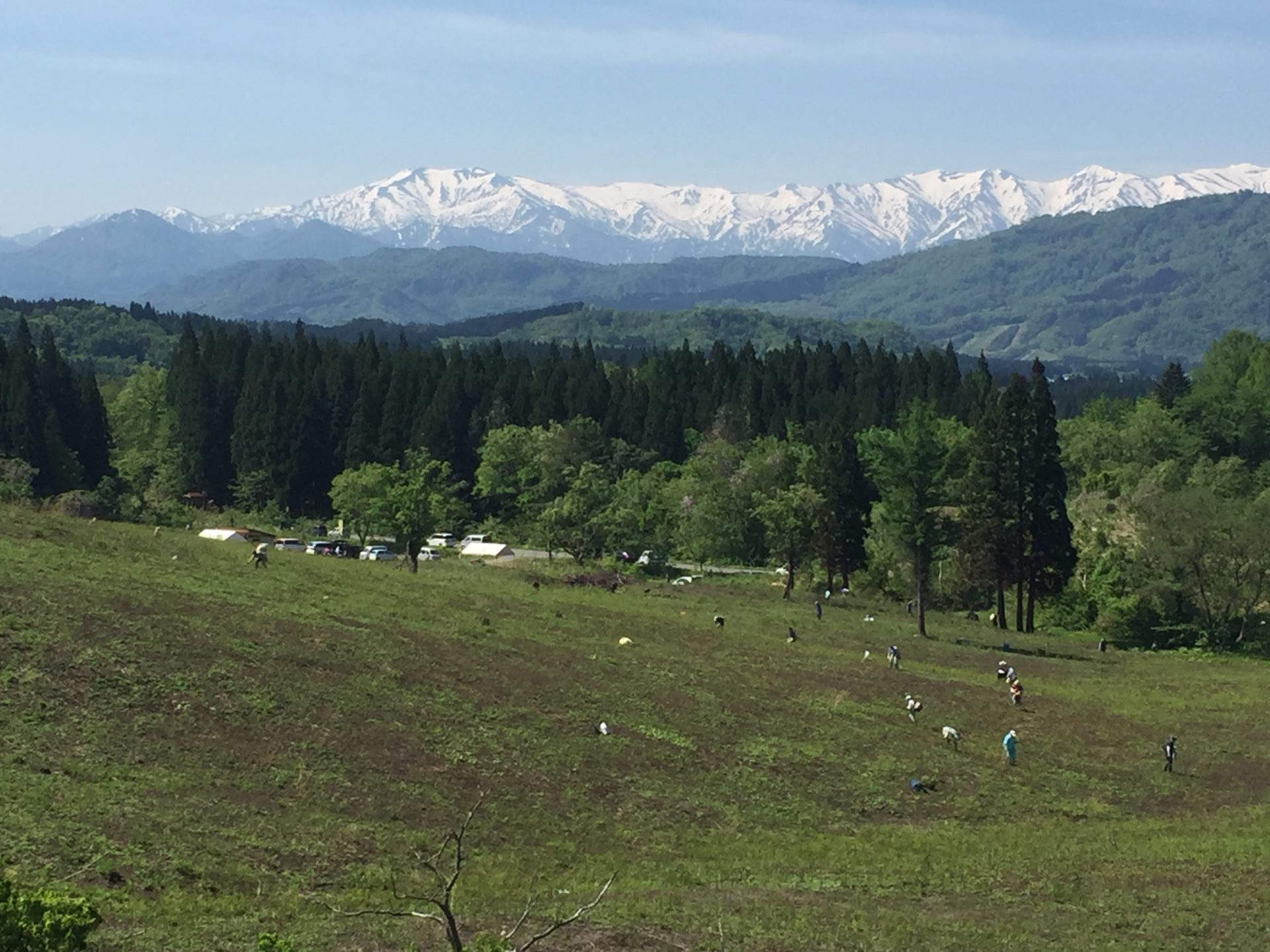 各わらび園の風景