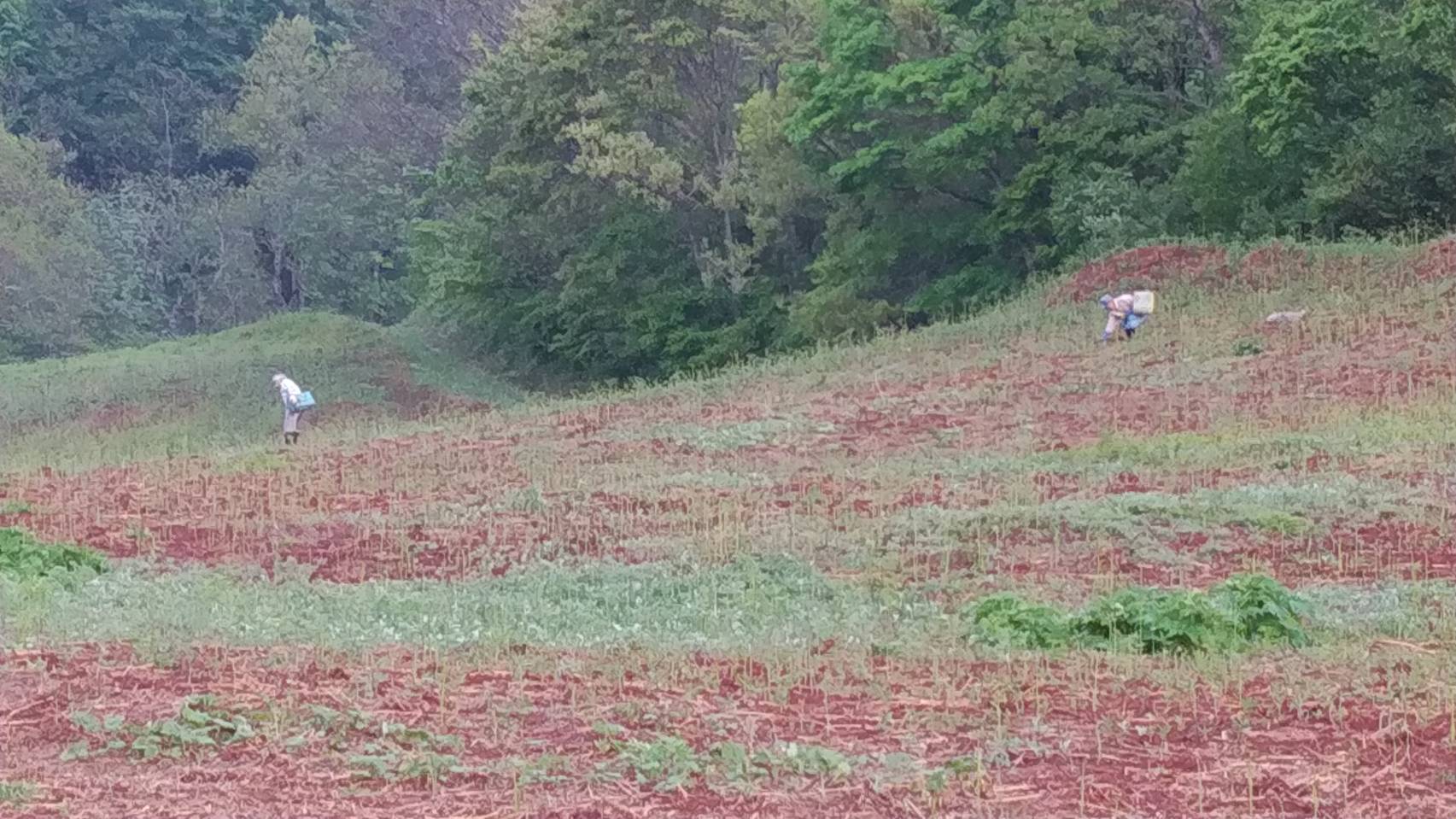 各わらび園の風景