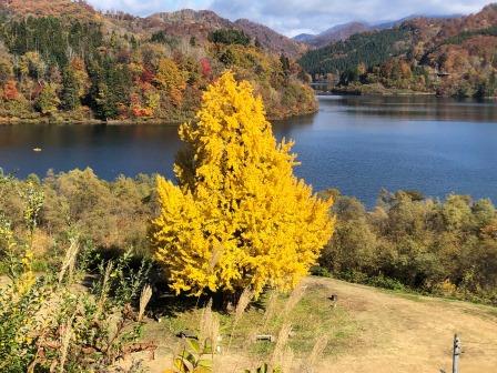 飛泉寺のイチョウの紅葉です！