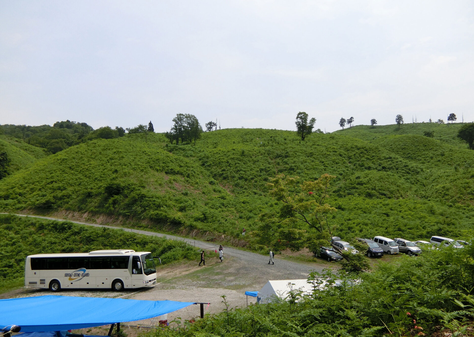 白子沢観光わらび園