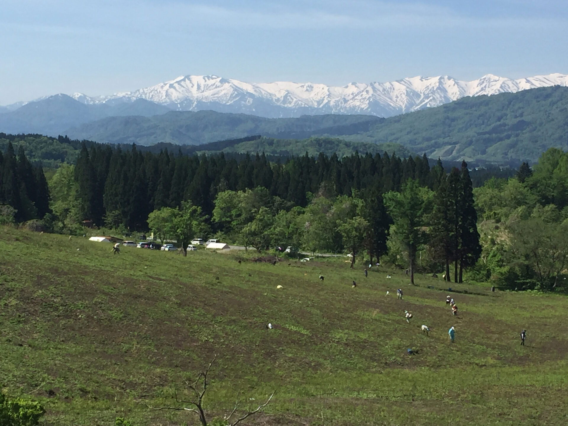 若山観光わらび園