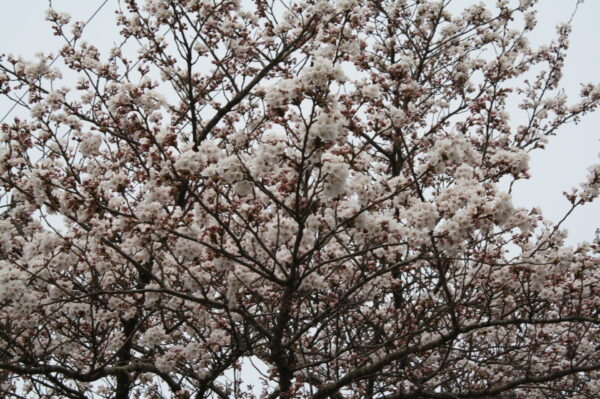 桜　咲き始めました！