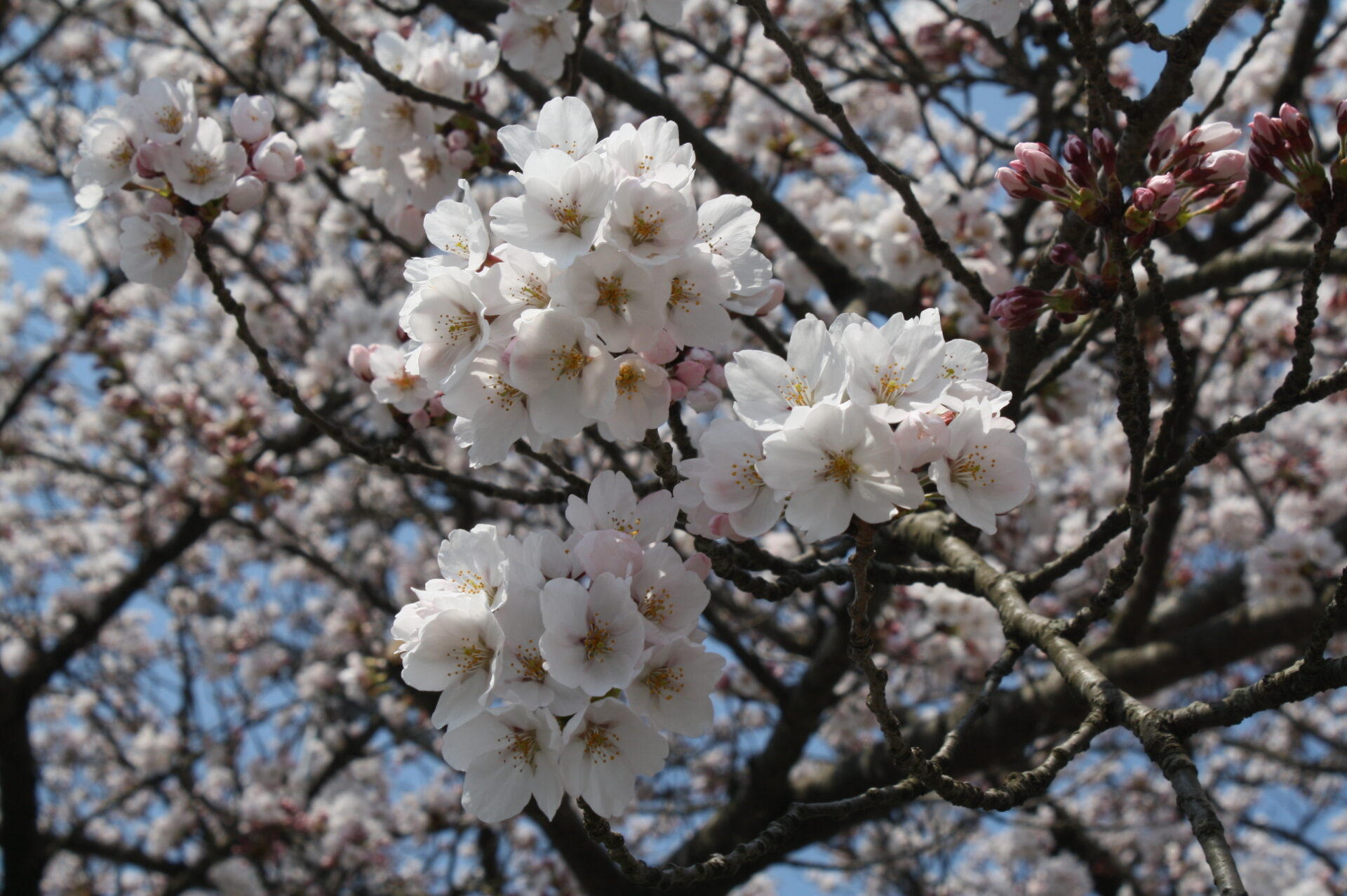 本日の「桜」情報