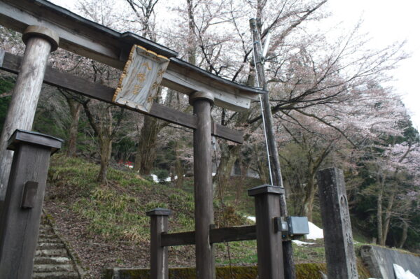 八幡神社の「桜」