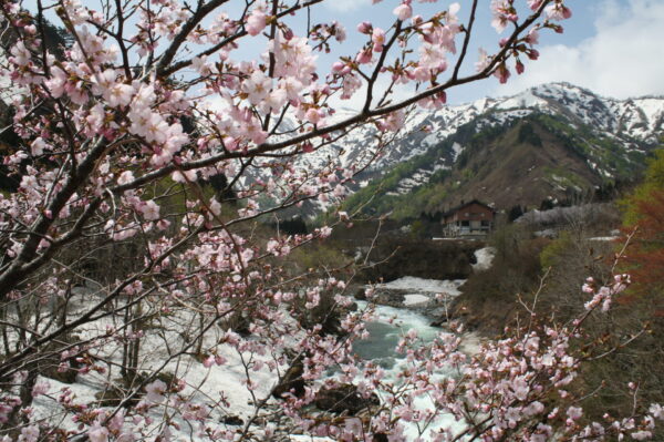 南部地区の「桜」情報など