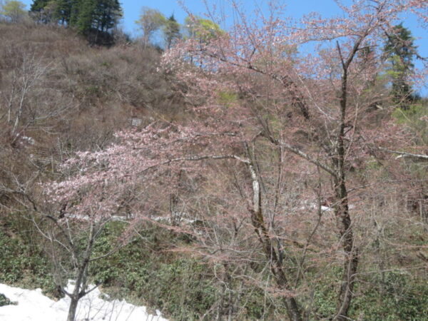 南部地区「桜」情報