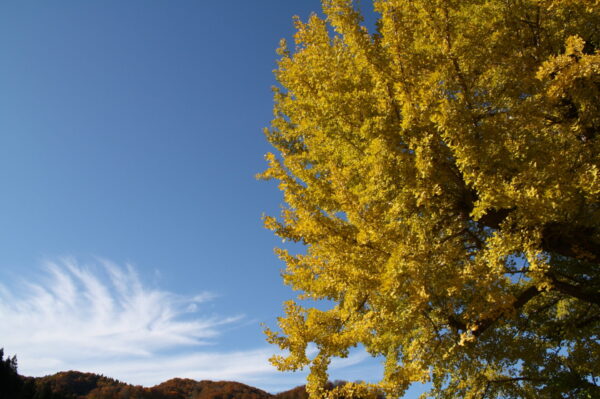 紅葉情報（10/31）東部方面