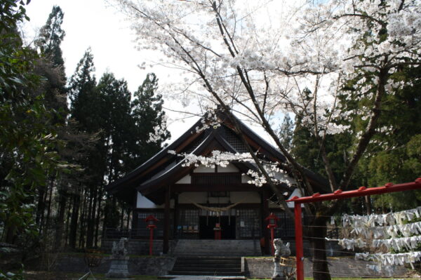 4/20 桜情報「大宮子易神社」