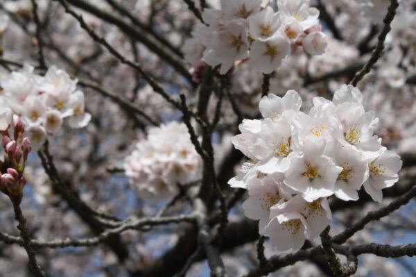 あっという間に見頃です！（西の桜並木）