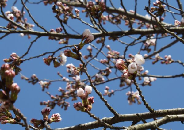 桜　咲き始めました！