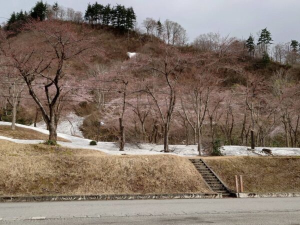 南部地区「桜情報」4/14