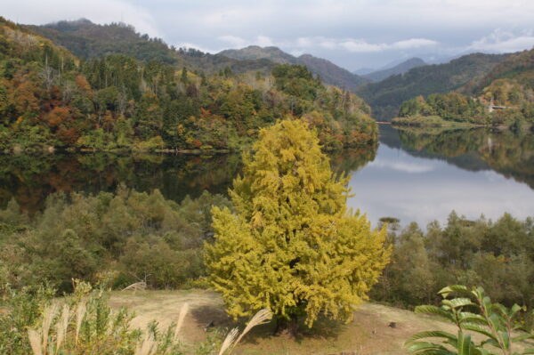 「東部地区」紅葉情報（10/27）