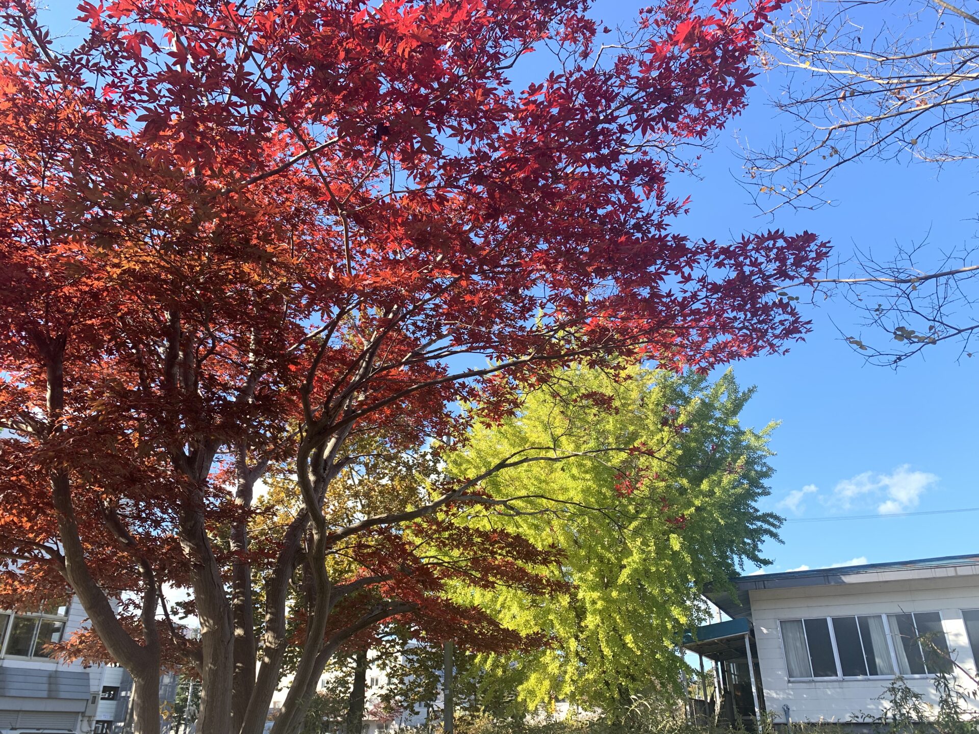 「西の桜並木」周辺の紅葉情報(10/31)