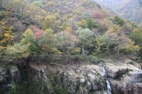 「赤芝峡」の紅葉情報(11/2) 白い森おぐに通信 山形県小国町観光ガイド OGUMOGU（おぐもぐ）