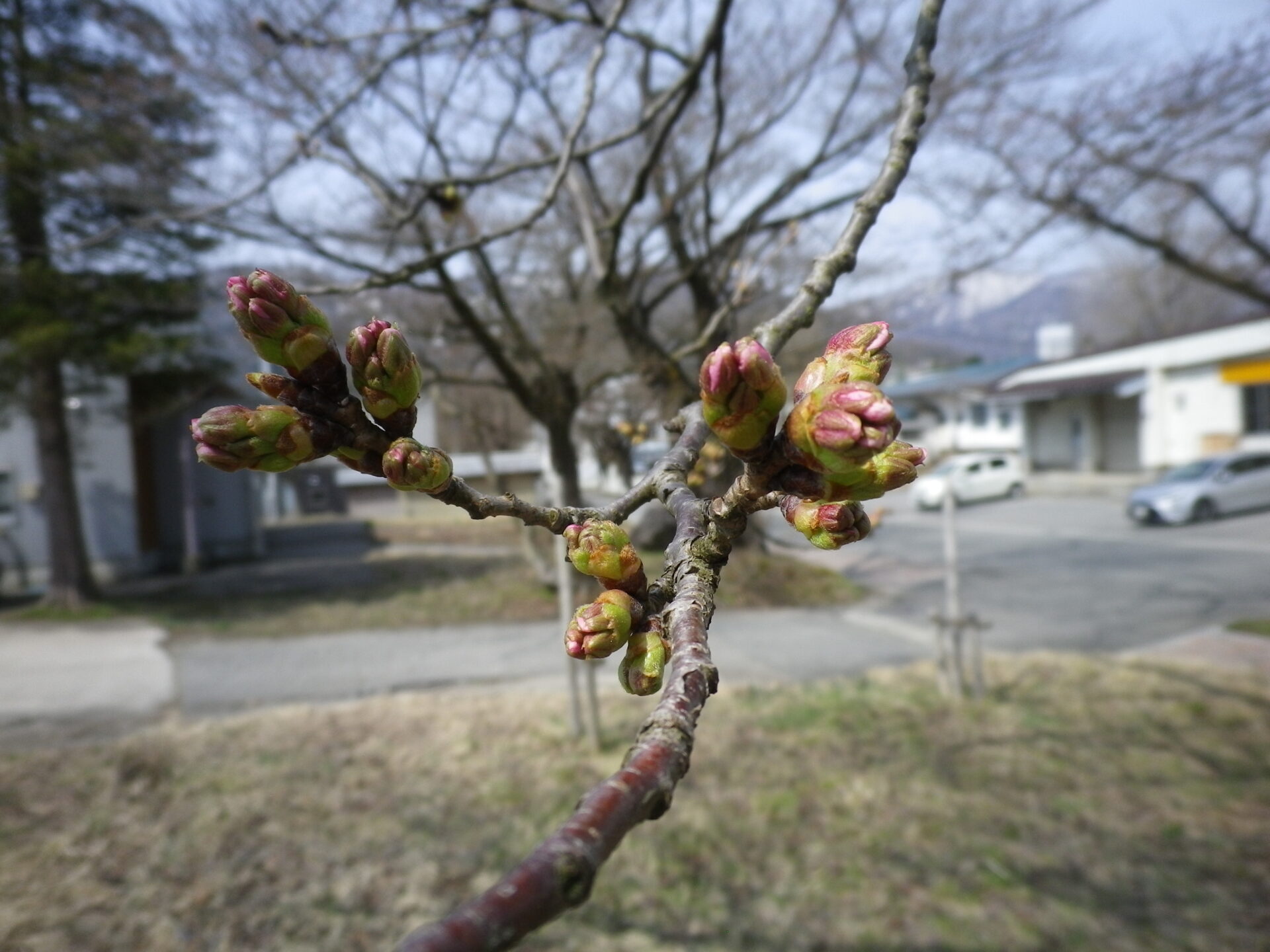 桜情報4/8 🌸