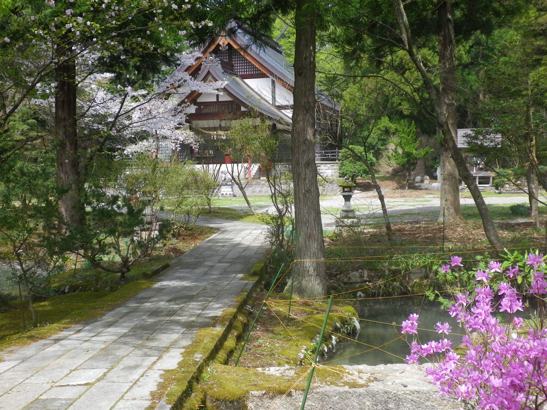 桜情報 4/18 大宮子易神社🌸