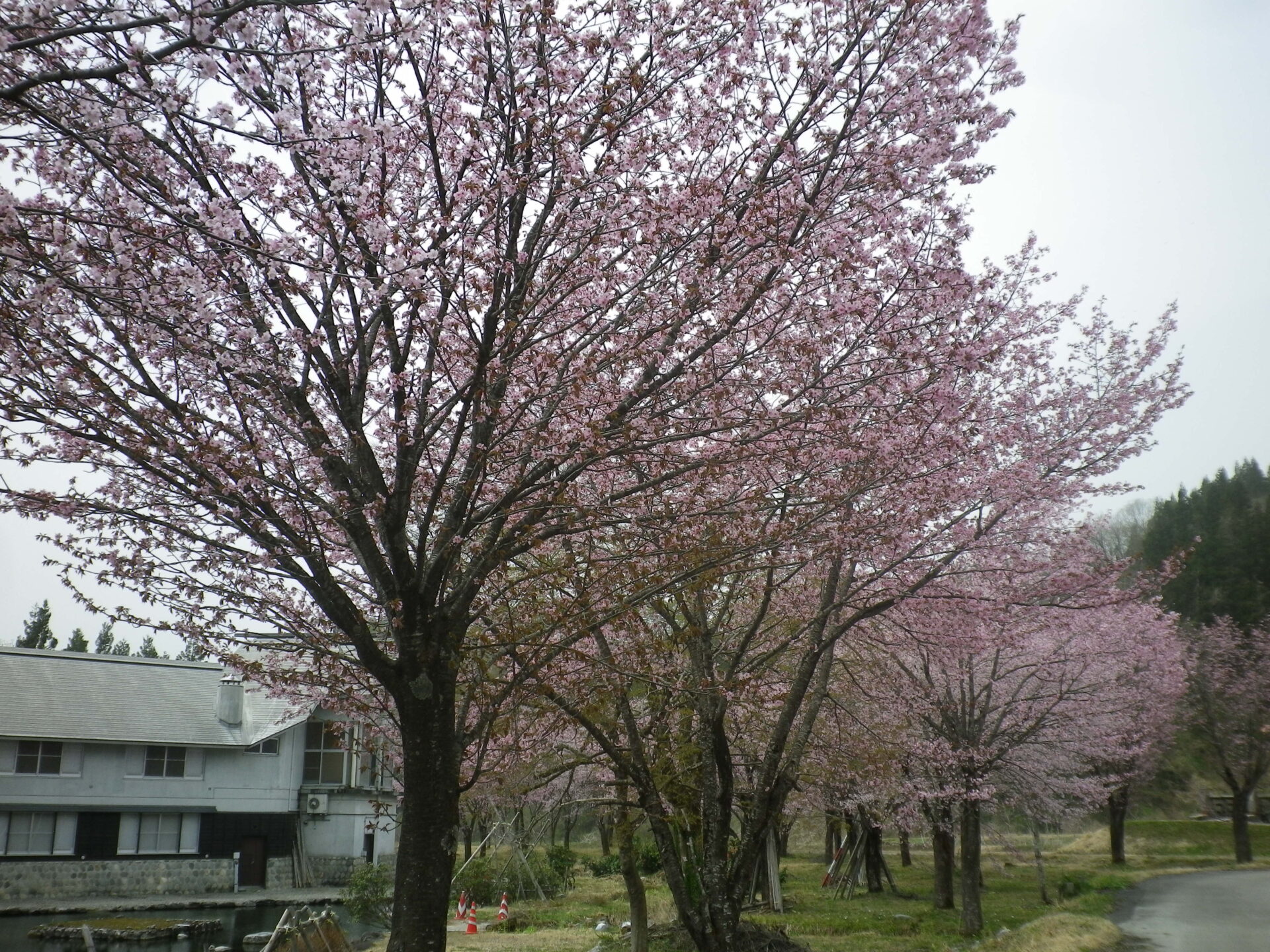 桜情報　4/18 りふれ周辺🌸