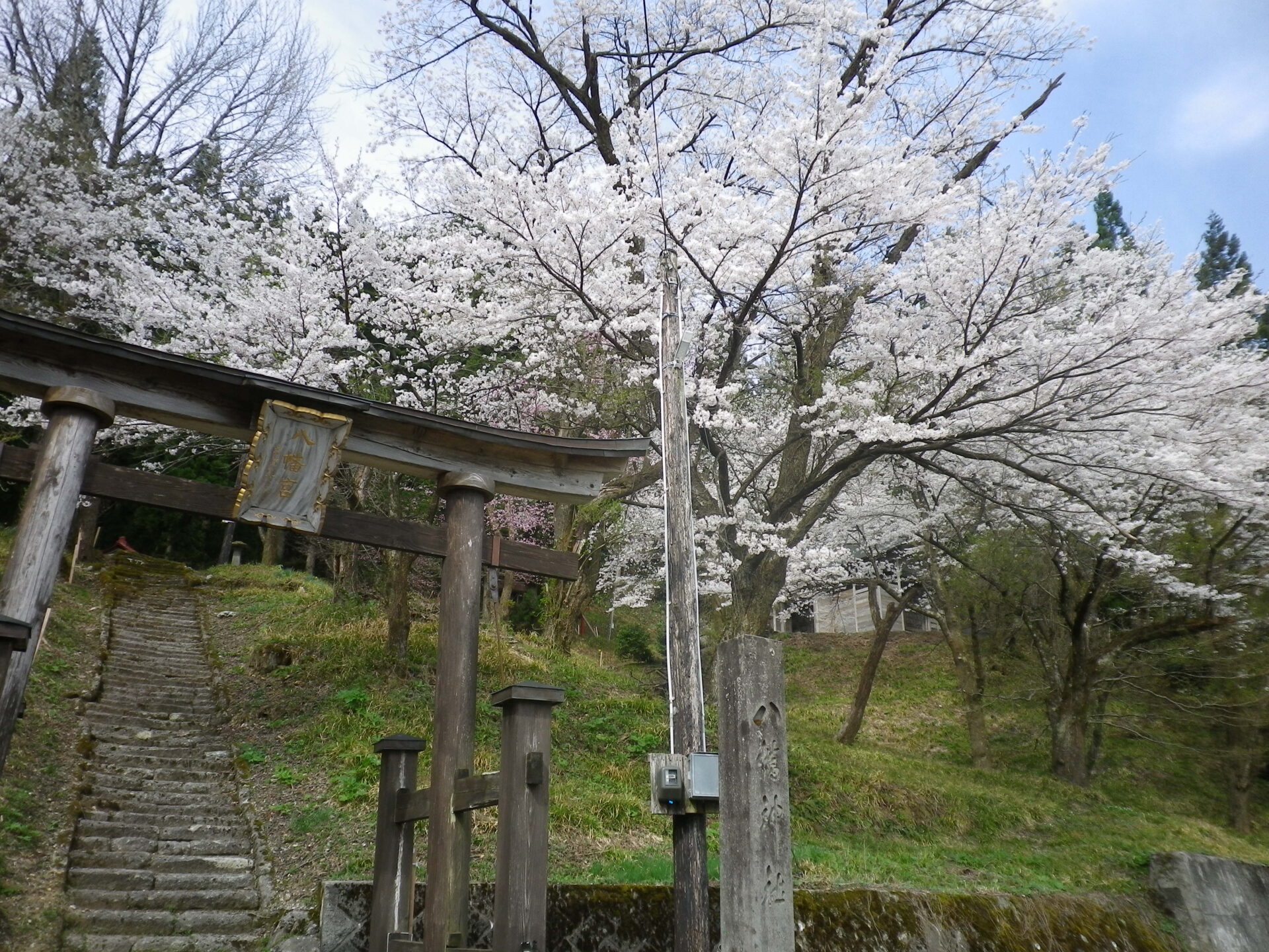 桜情報🌸4/16　「八幡神社」