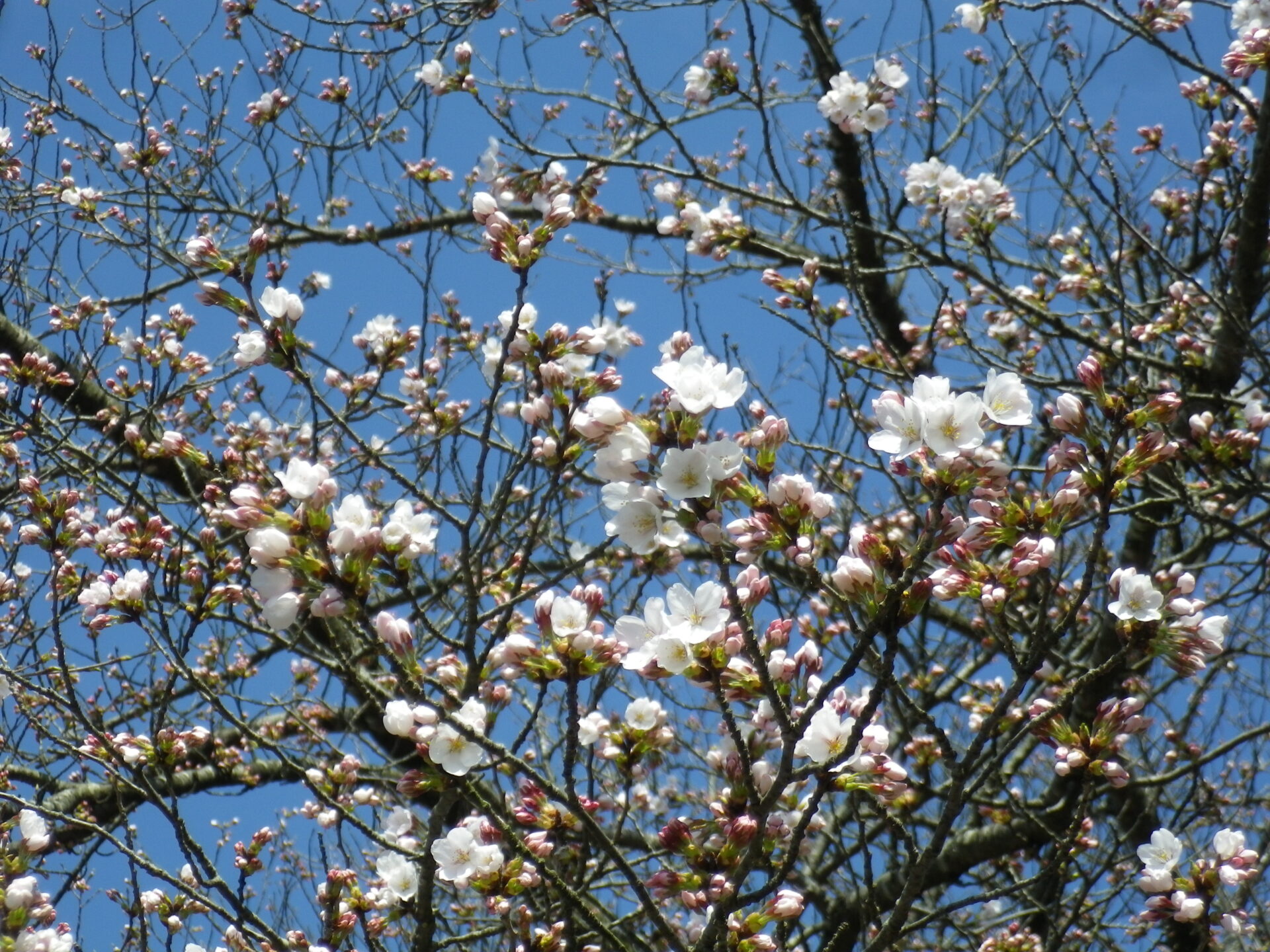 🌸西の桜並木　4/12