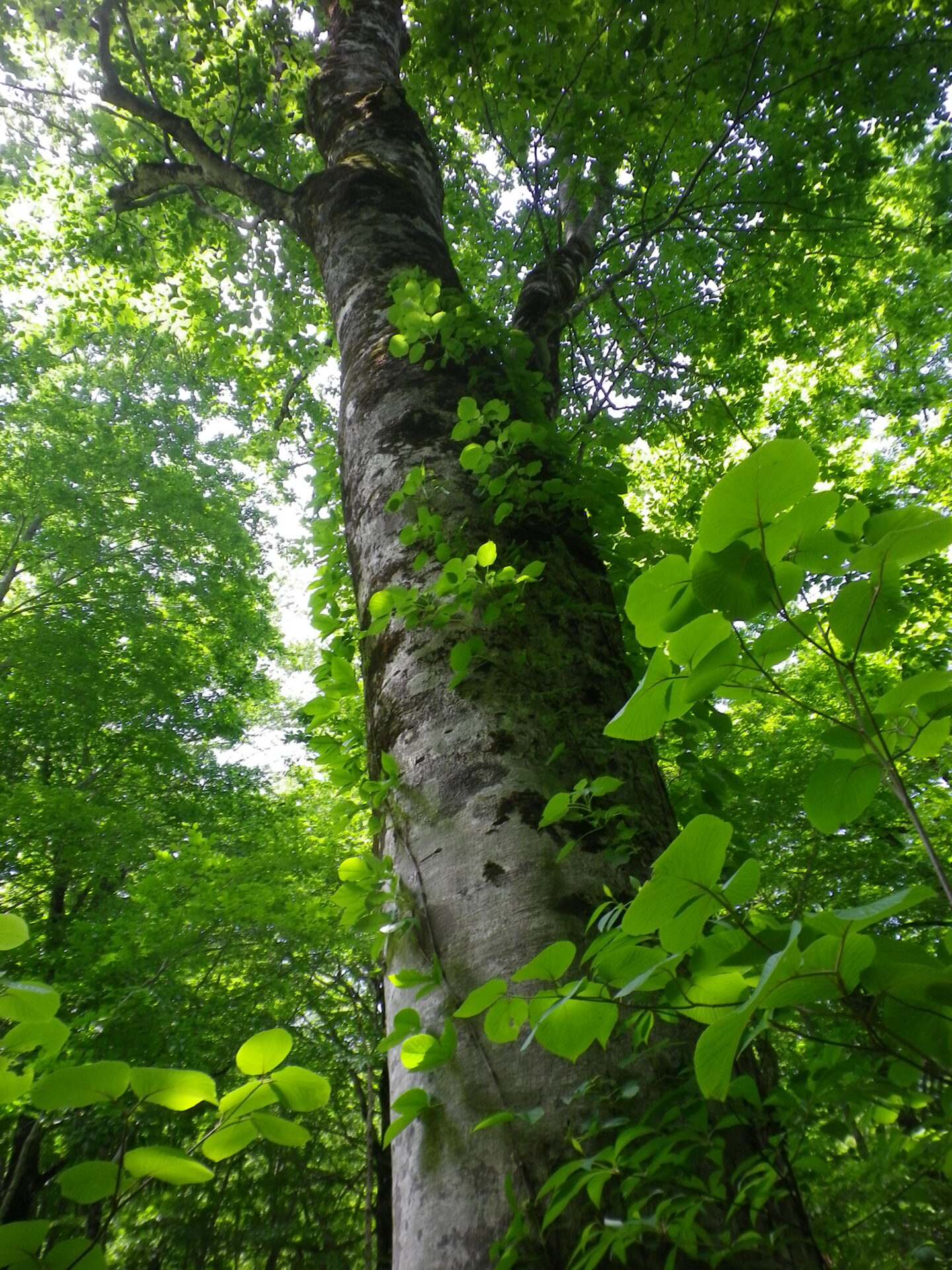 温身平森林セラピー®基地情報　5/26