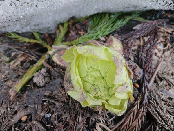 春が近づいてきています！（3/14）