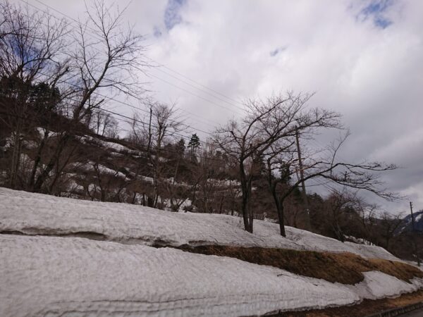 「桜公園」情報　4/9