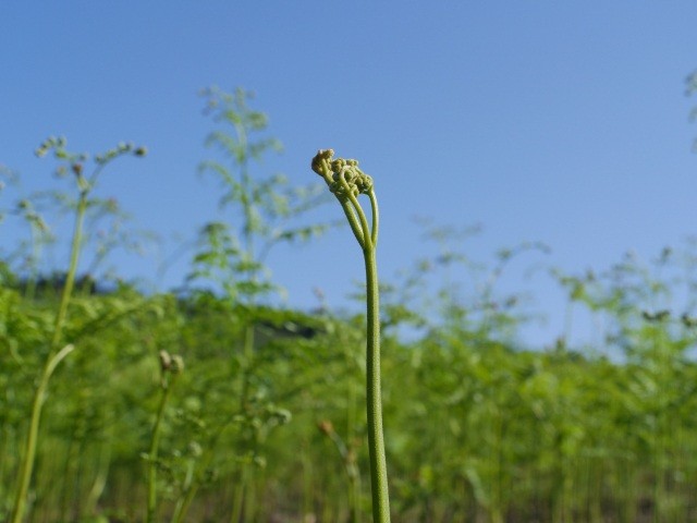 「わらび採りツアー参加者」募集のお知らせ（5月下旬～6月開催）