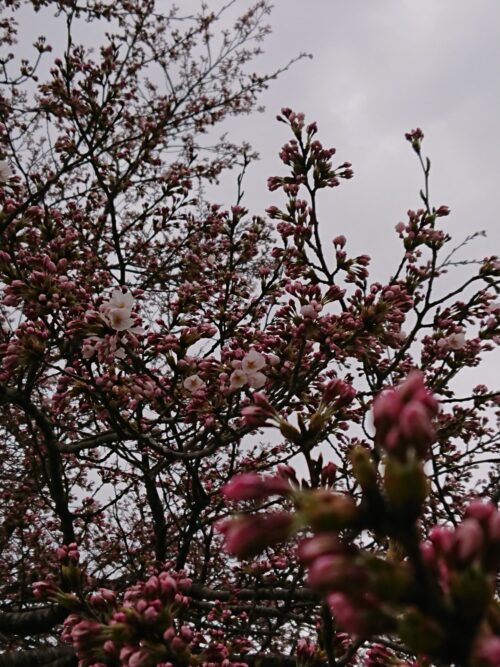桜情報「西の桜並木」咲き始めました!（4/18）