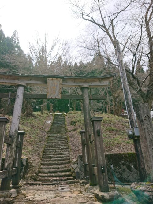桜情報　八幡神社（4/18）