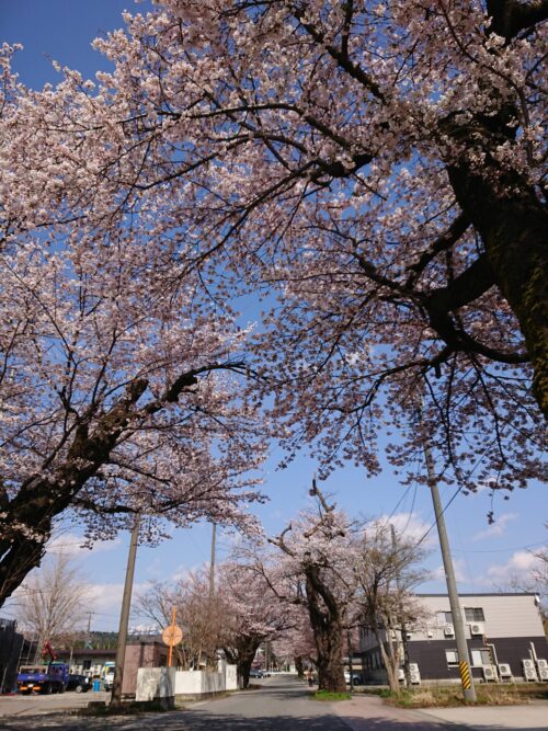 桜情報（4/21）「西の桜並木」周辺
