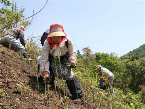 「小国町観光わらび園」情報（6/25）