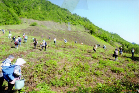 観光わらび園情報5「片貝わらび園」