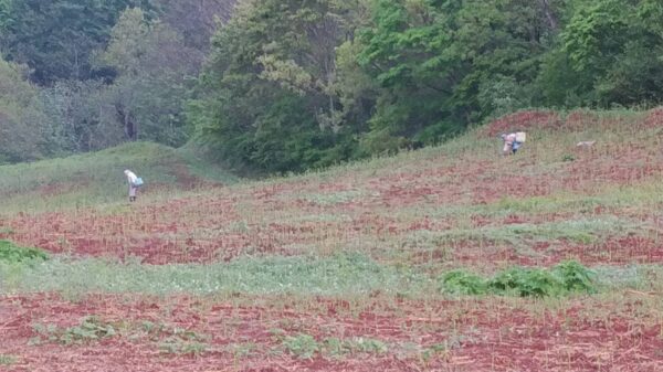 観光わらび園情報6「金目観光わらび園」