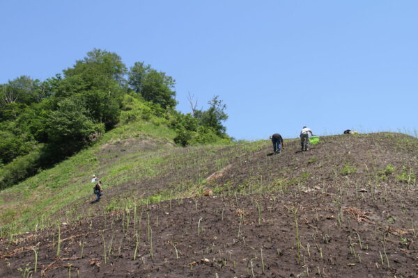 観光わらび園情報4「樽口観光わらび園」