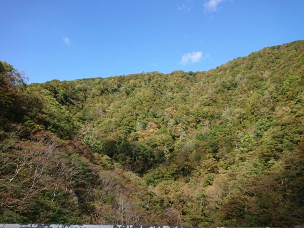 小国町紅葉情報「国道113号線」10/24