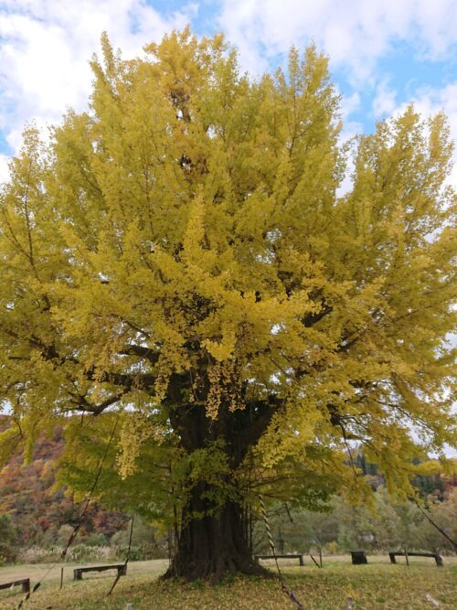 小国町紅葉情報「イチョウ広場～白い森おぐに湖」11/6