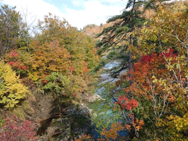 小国町紅葉情報11/5