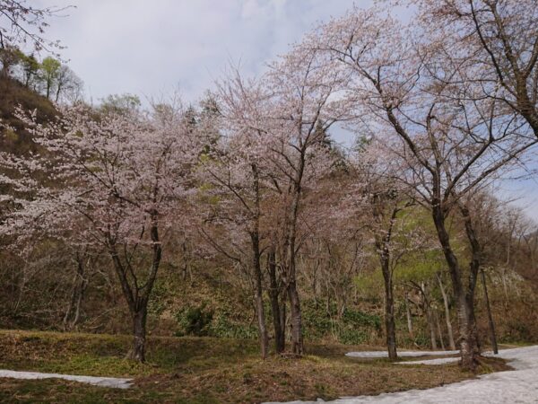 桜情報「南部地区」桜公園～旧小玉川小中学校グランド付近　4/15