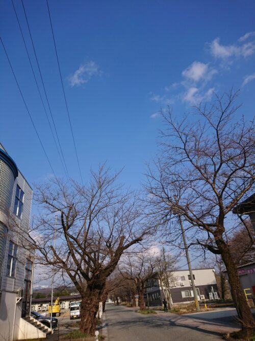 桜情報「西の桜並木」4/3