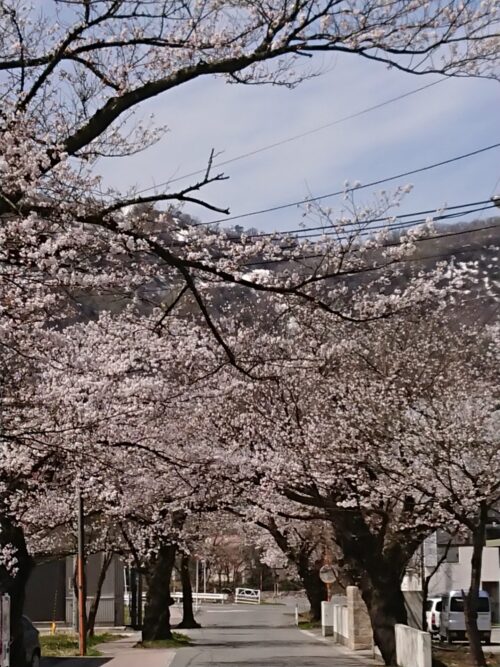 桜情報「西の桜並木」4/13