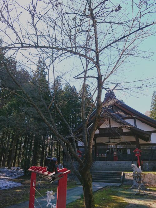 桜情報「大宮子易両神社」4/8