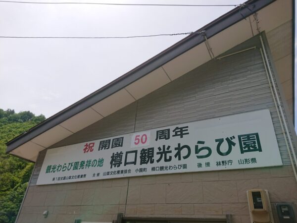 小国町観光わらび園情報（5/15）