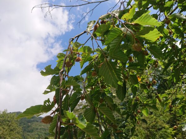 ブナの森　温身平（ぬくみだいら）9/23